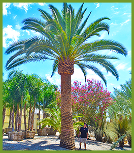 canary-island-date-palm.png
