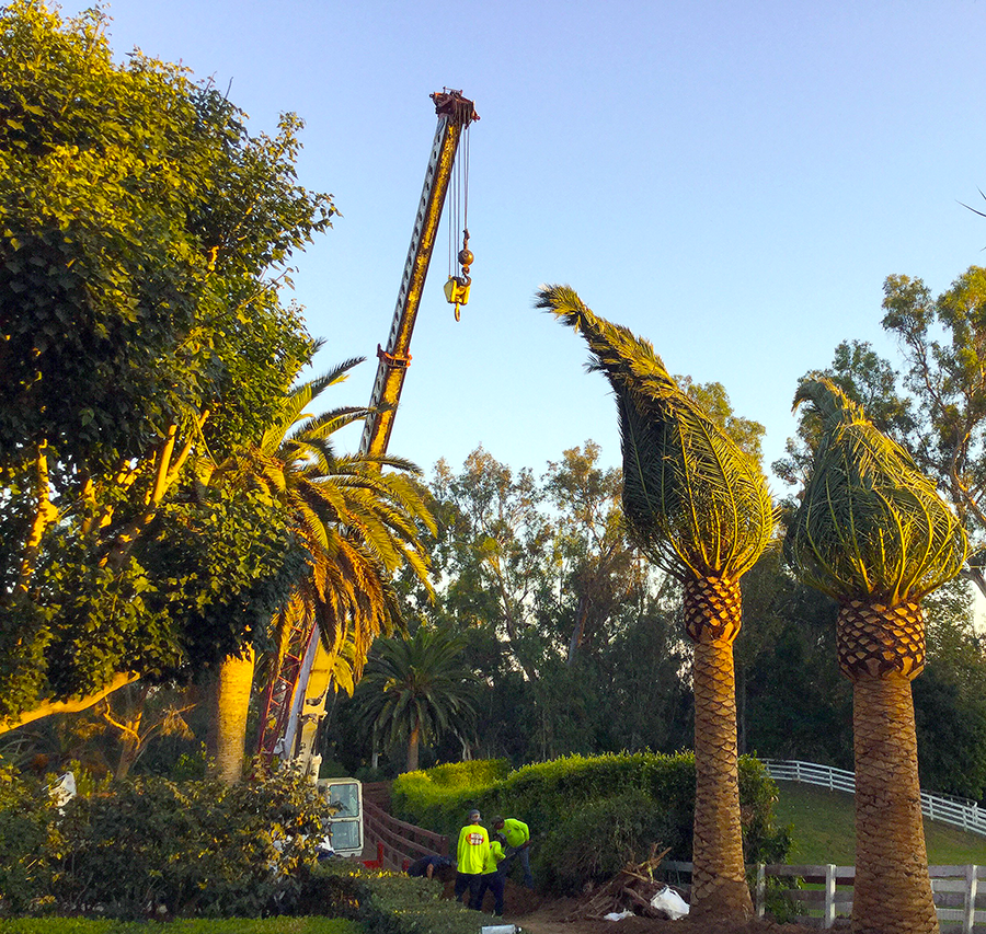 canary_island_date_palms_planting