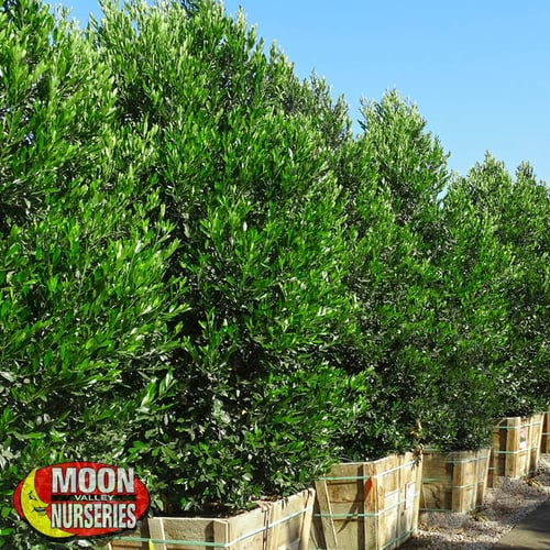 carolina cherry hedge row in nursery