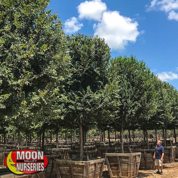 cedar elm, moon valley nurseries, shade trees, texas trees, houston, austin