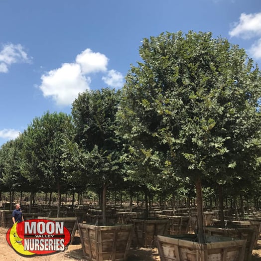 cedar at moon valley nurseries farm in container