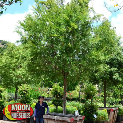 chinese elm at nursery