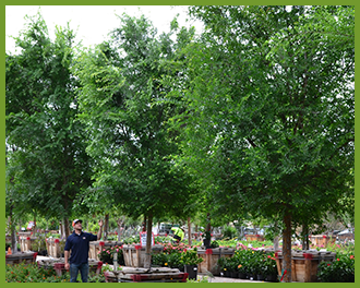 chinese-elm-5.png