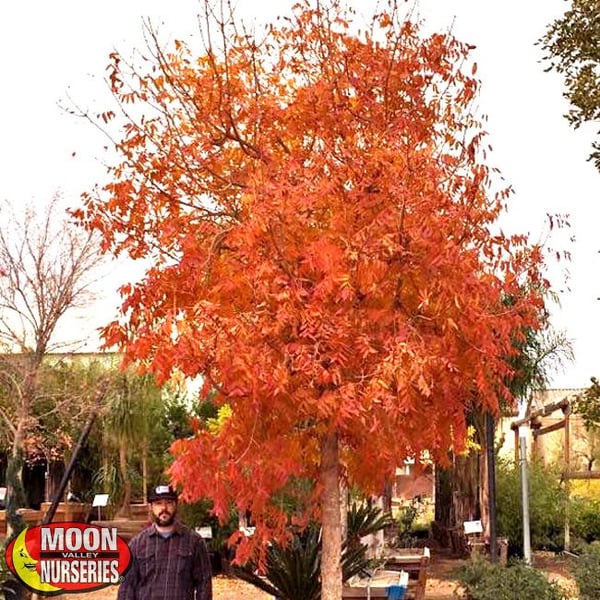 chinese pistache tree in nursery fall color