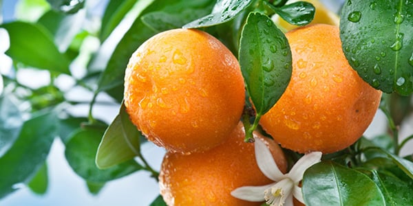 citrus