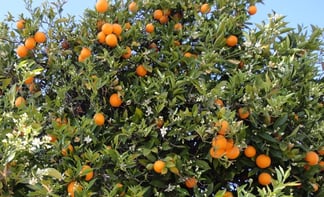 citrus_tree