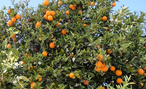 citrus on tree closer up