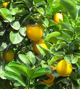 citrus_.png