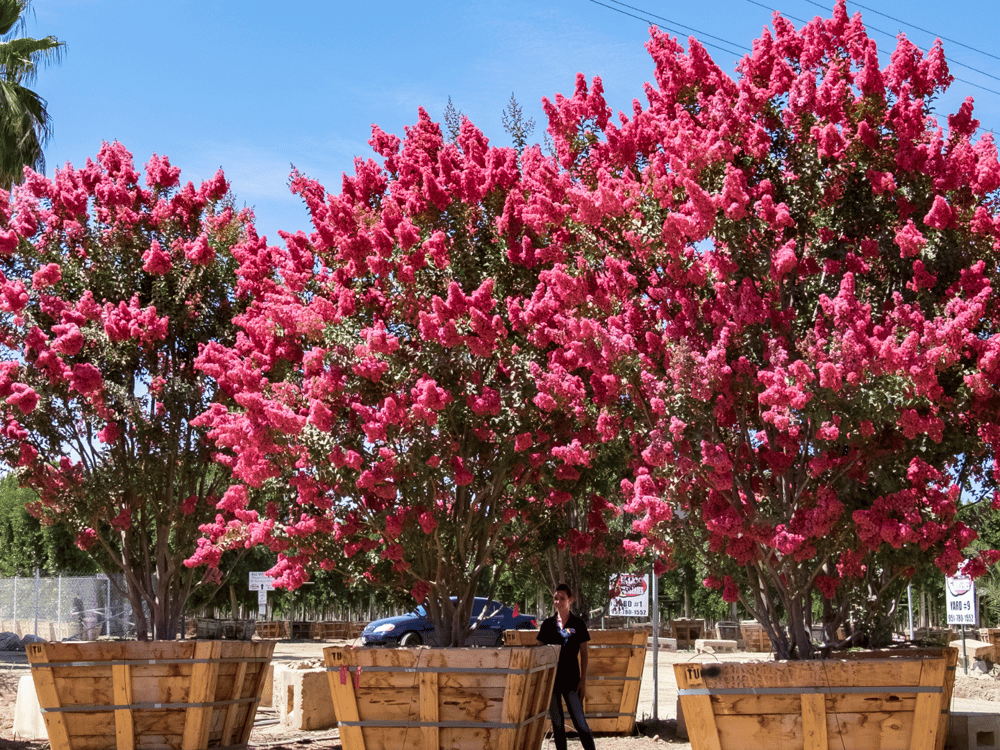 5 Best FastGrowing Trees for Vibrant Fall Color in Texas