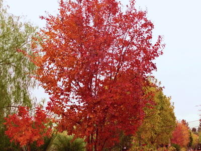 Crape Myrtle autumn leaves