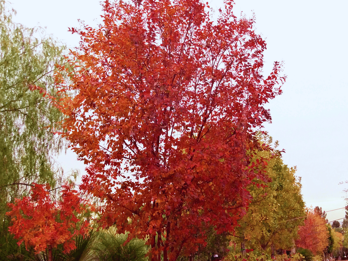 7 Best Fast-Growing Trees for Vibrant Fall Color in Arizona