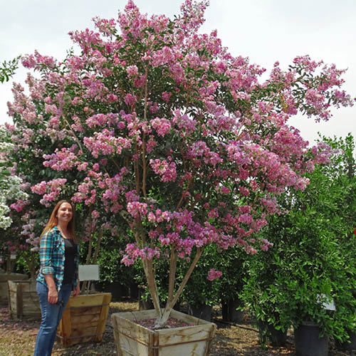 crape myrtle muskogee in container at moon valley nurseries