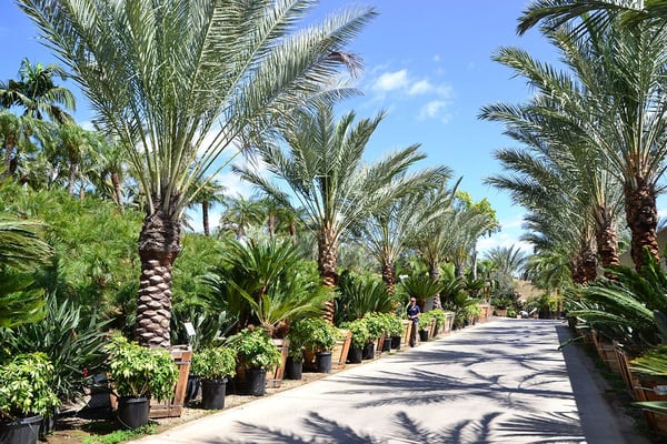date palm sago row palm paradise (2)