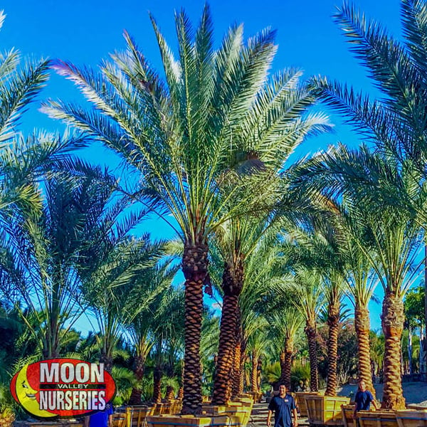 date palms in nursery