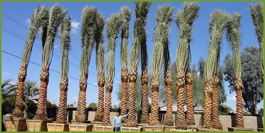 date-palm-5.png