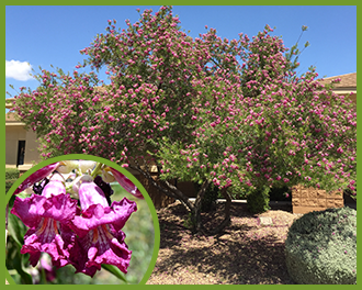 desert-willow-6.png