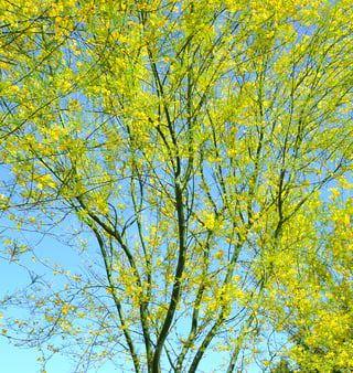 desert_museum_palo_verde_bloom