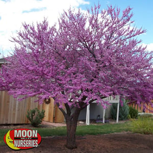 eastern-redbud-1