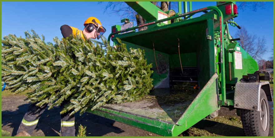 environment-friendly-wayts-to-recycle-christmas-trees-1.png