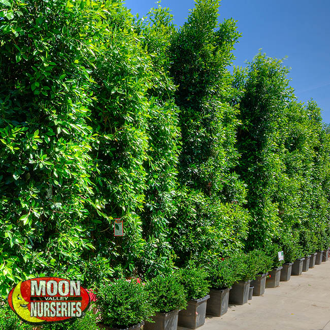 September landscape and garden tips