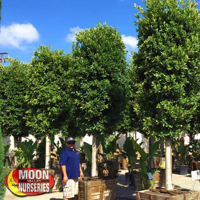 The Best Trees Exclusive to Moon Valley Nurseries