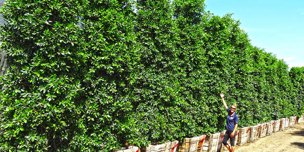 ficus columns hedge row