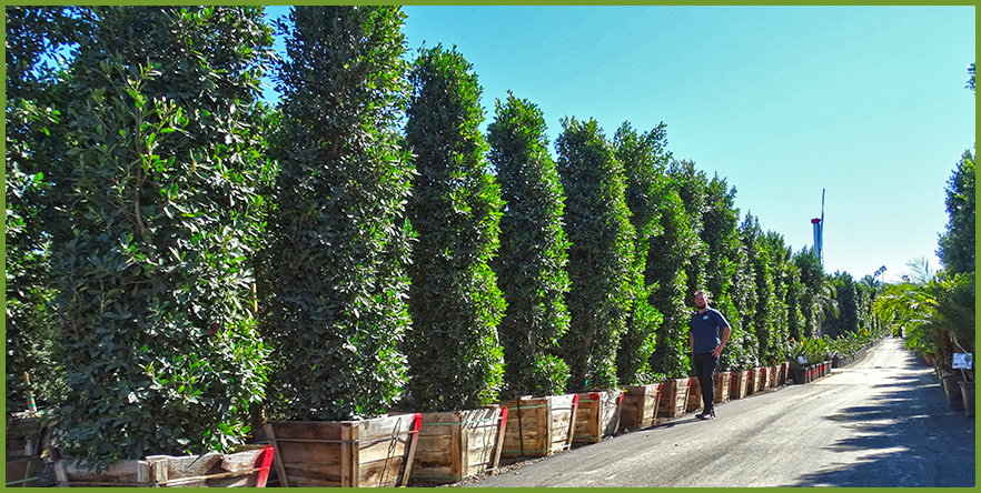 Top 10 Trees Shrubs For A Privacy Hedge Ficus Hedge 2 Png
