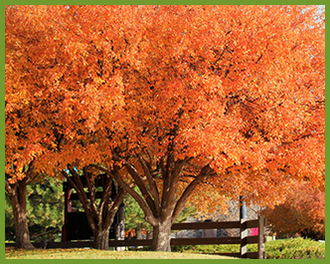 flowering-pear-fall.png