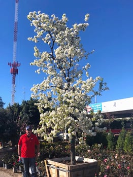 flowering_pear