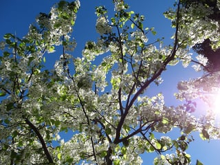 flowering_pear_foliage