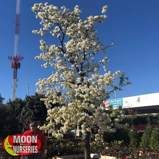 flowering pear in bloom at moon valley nurseries, nursery