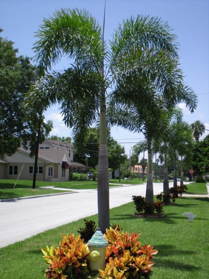 foxtail palm