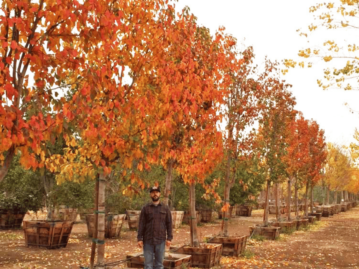 7 Best Fast-Growing Trees for Vibrant Fall Color in Arizona