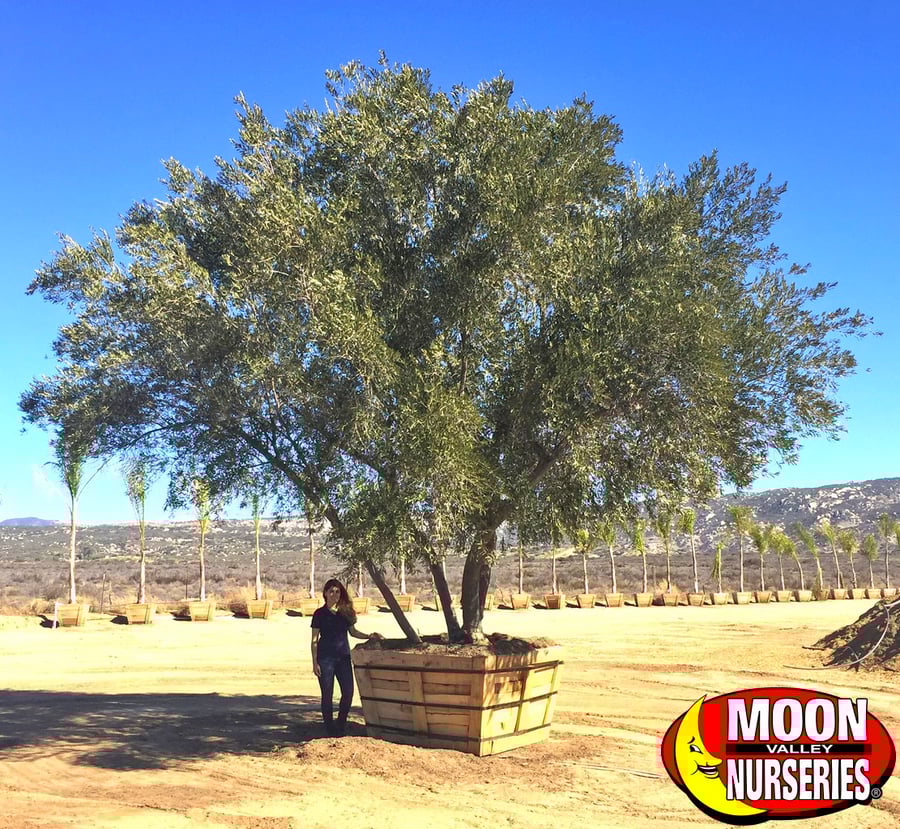 Best Evergreens for Summer in Las Vegas