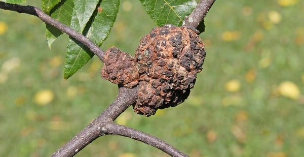 gall disease photo SAL