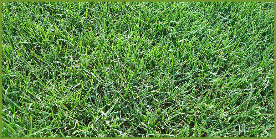 reseed_for_winter_lawn