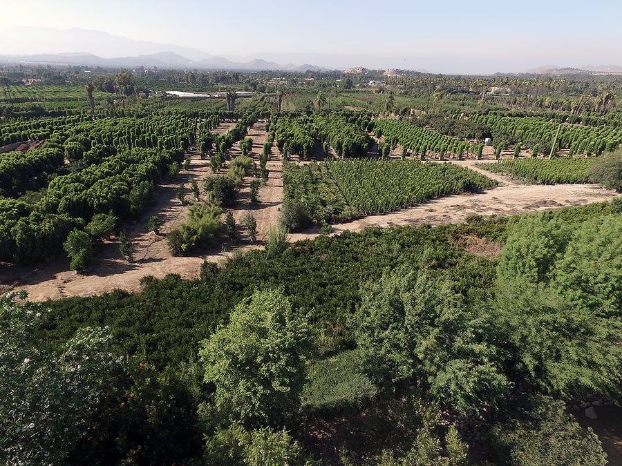 25 years of Moon Valley Nurseries and How We Got Started