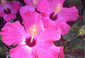 hibiscus-27-a