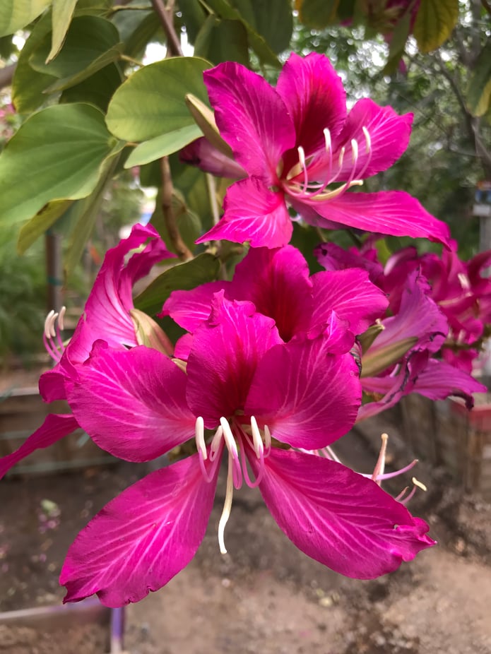 Landscape and Garden Tips for February