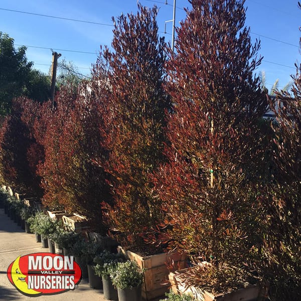 hopseed, moon valley nurseries, landscape design, tree nursery, arizona, hedges