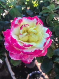hybrid_rose