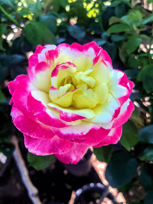 hybrid_rose_