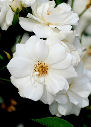 iceberg_rose_