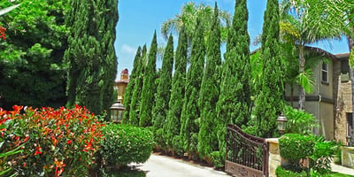 italian-cypress-hedge