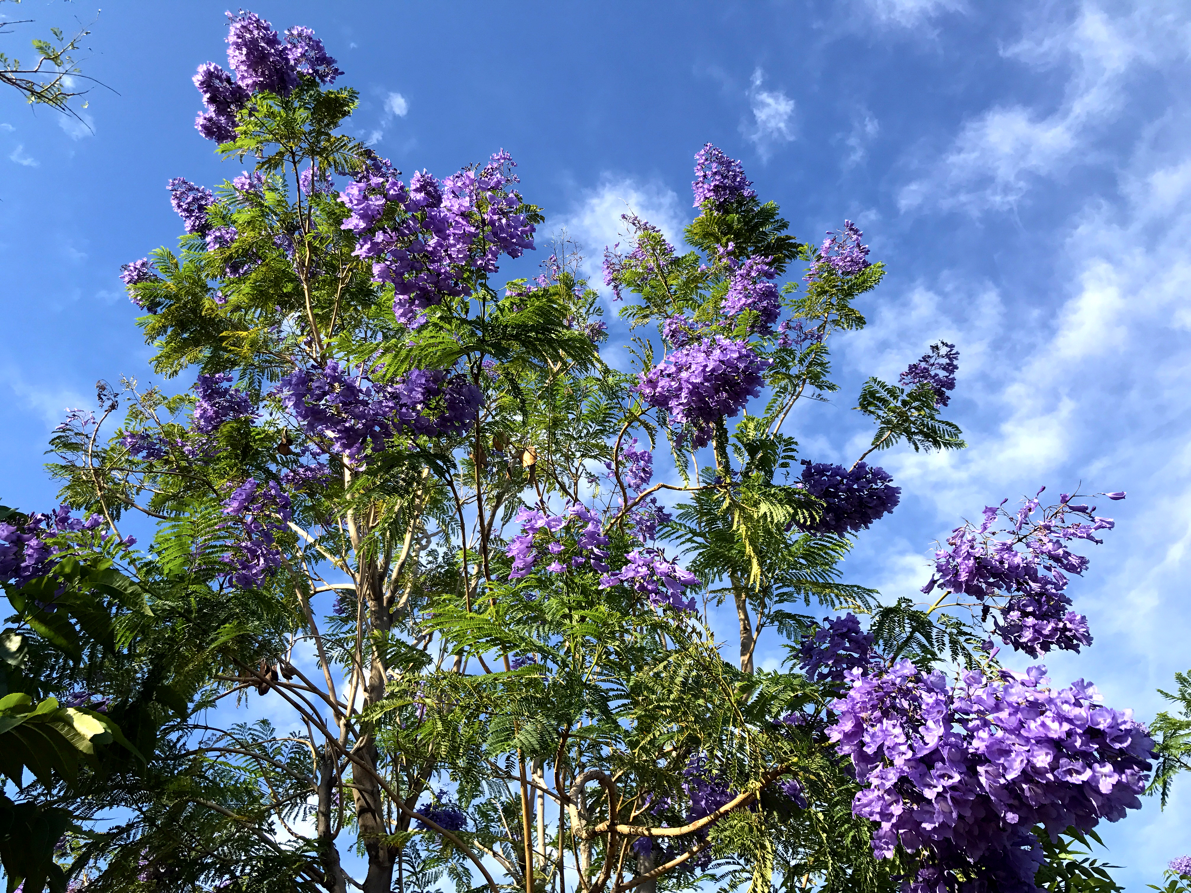 purple tree