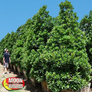 japanese blueberry,  hedges, arizona, moon valley nurseries, landscape design