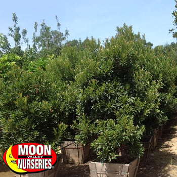 Japanese green emerald blueberry tree