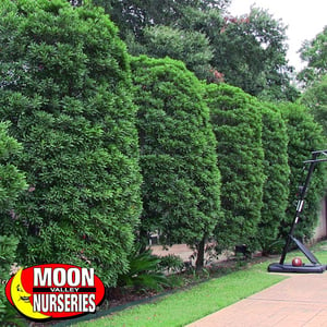 Japanese blueberry trees for sale at moon valley nurseries 