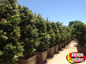 japanese_privet trees for sale at moon valley nurseries