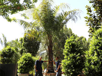 king piru palm for sale at Moon Valley Nurseries